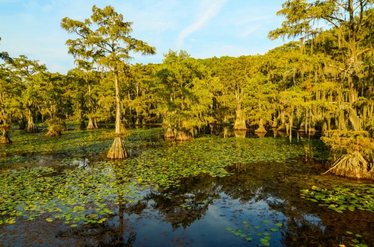 Bayou en Louisiane