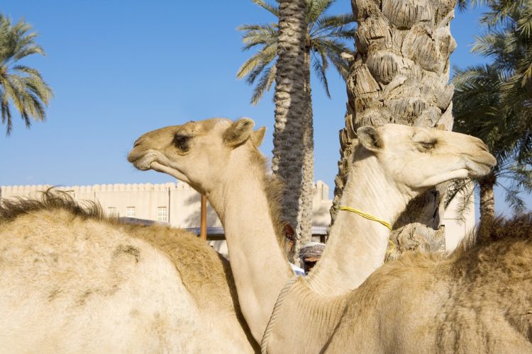 Dromadaires sur le marché aux bestiaux de Nizwa