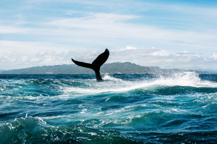 Baleine dans la baie de Samana