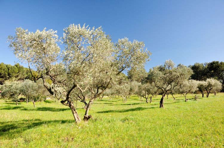 Oliveraie en Provence