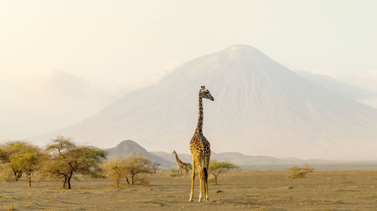 girafes dans le cratère Ngorongoro