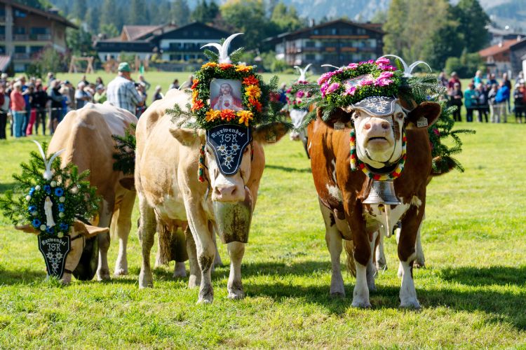 Fête de la transhumance au Tyrol