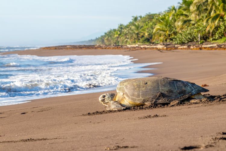Tortue de mer dans le parc national de Tortuguero