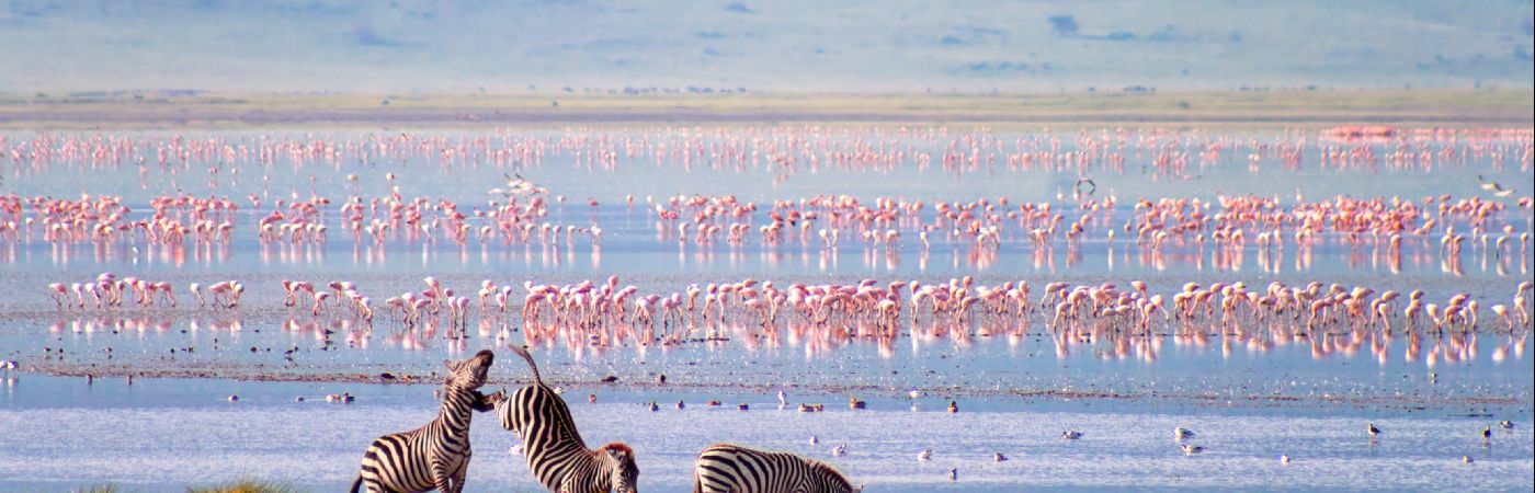 Zèbres et flamants roses dans le cratère Ngorongoro